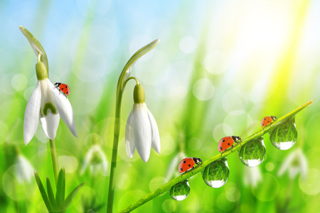 Snowdrop flowers with dewy grass and ladybugs on natural bokeh background. Spring season.の写真素材