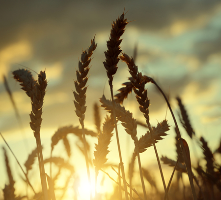 Silhouette of a wheat field in the sunsetの写真素材