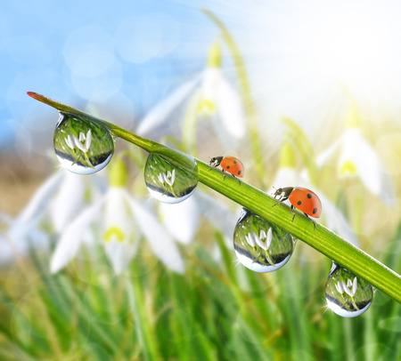 Fresh morning dew on green grass and ladybirds in the background snowdrops.の写真素材