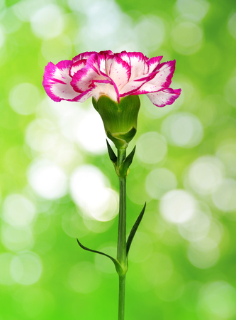 Carnation flower on natural green background.の写真素材
