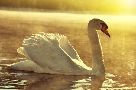 Swan on the lake in sunrise.の写真素材