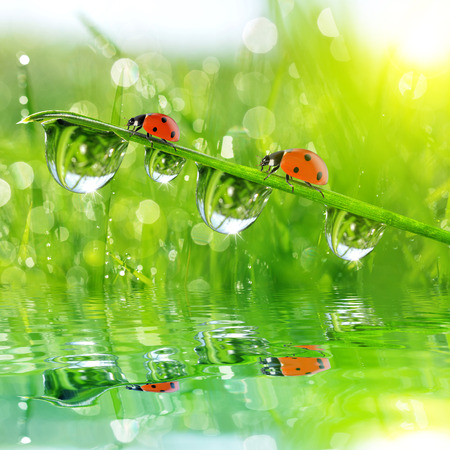 Fresh morning dew on green grass and ladybirds. Natural background.の写真素材