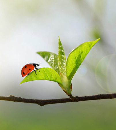 The first spring leaves with ladybug close up. Natural backgroundの写真素材