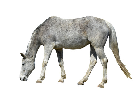 Horse isolated on a white backgroundの写真素材