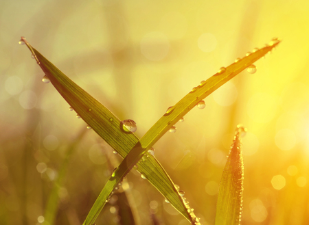 Fresh grass with dew drops at sunrise. Nature Backgroundの写真素材