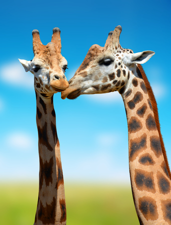 Giraffesの写真素材