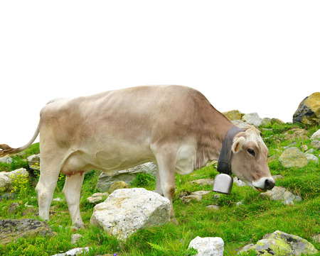 Cow in the meadowの写真素材
