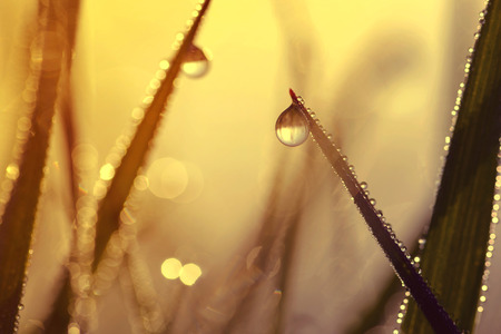Fresh grass with dew drops at sunrise. Nature Backgroundの写真素材