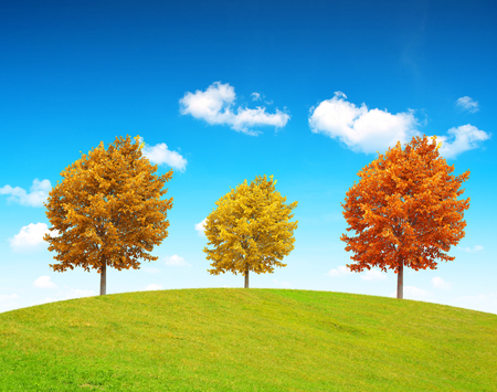 Autumn landscape with colorful trees in sunny day.