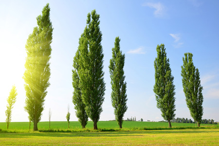 Summer landscape with poplars in sunny day.の写真素材
