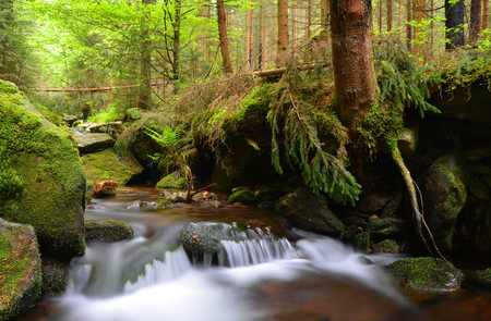 Mountain creek in the National park Sumava-Czech Republicの写真素材