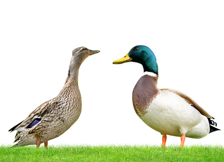 Wild duck or mallard on white background.の写真素材