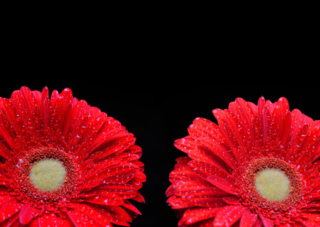 Dew drops on a flowers red gerbera isolated on black background.の写真素材