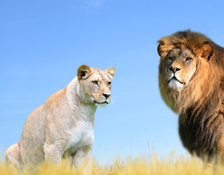 Male and female lion on the savannah.の写真素材