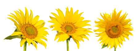 Sunflower with bee isolated on white backgroundの写真素材