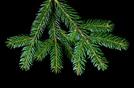 Green fir branch isolated on black background.