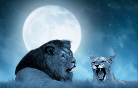 Lion and lioness on the savannah in the background night sky with moon.の写真素材
