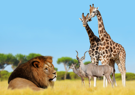 Lion with giraffes and antelopes on the savannah .の写真素材