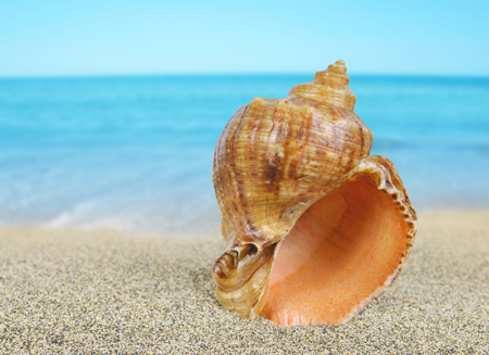 Tropical sea shell on sandy beach.の写真素材