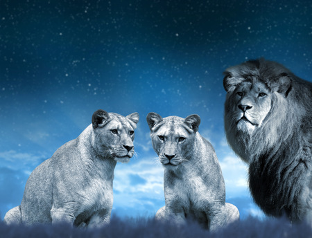 Lion and lioness on the savannah in the background night sky.の写真素材