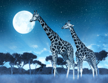 Two giraffes on the savannah in night.の写真素材