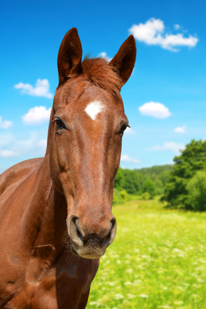 Portrait of a brown horse.の写真素材