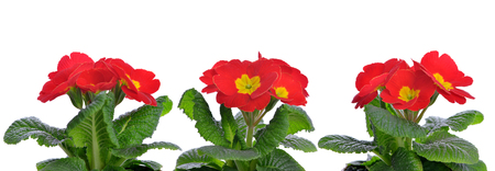 Spring red flowers primrose isolated on white background.の写真素材