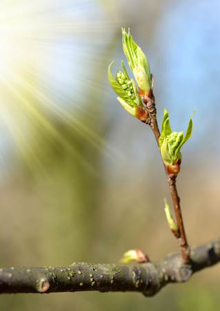 Spring branch of a tree close up.の写真素材