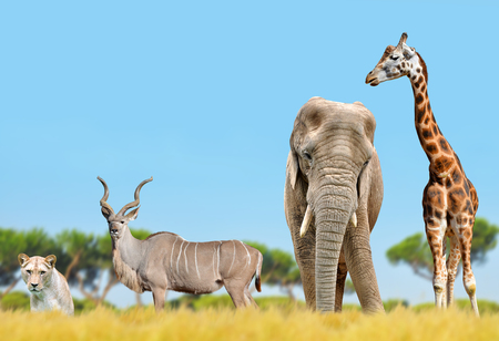 African elephant, giraffe, kudu and a lion on the savannah.の写真素材
