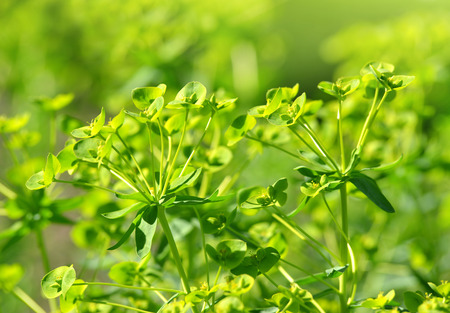 Blooming Cypress spurge (Euphorbia cyparissias) close up.