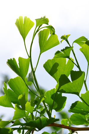 Branch with green leaves of Ginkgo Biloba.の写真素材
