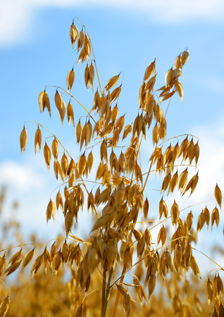 Close up view of oats in the field.の写真素材