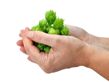 Hop cones in hands isolated on white background. Plant used in beer production.の写真素材
