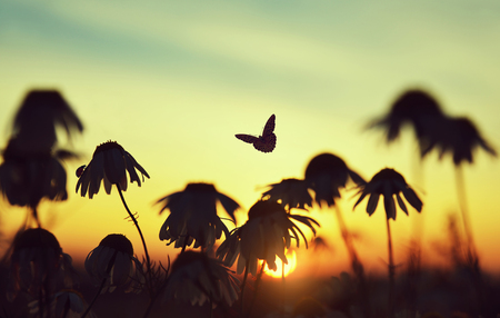 Silhouette of marguerite daisies with butterfly and ladybug on meadow at sunset. Spring season.の写真素材