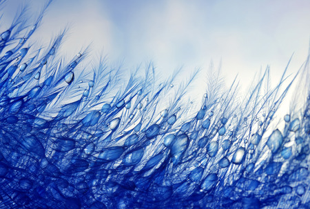 Drop of water dew on a fluffy feather close up.