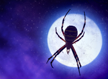 Spider on a web against a night sky with a moon. Halloween background.の写真素材