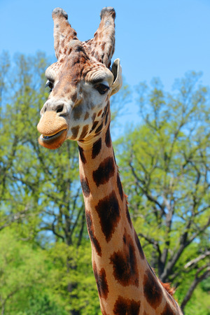 Portrait of a giraffe (Giraffa camelopardalis).Wildlife shot.の写真素材