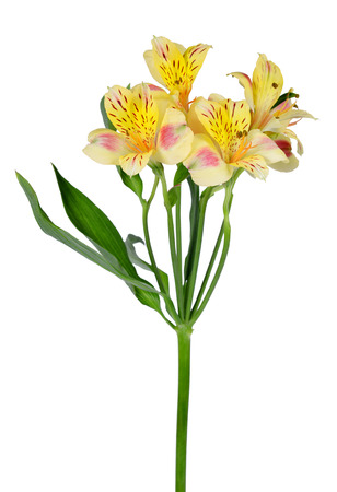 Alstroemeria flowers isolated on a white backgroundの写真素材