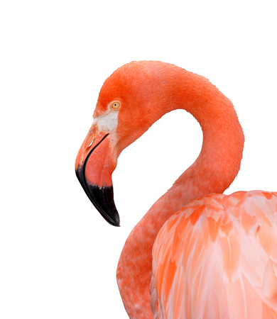Portrait of a flamingo isolated on a white background.の写真素材