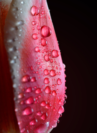 Water drops on pink tulip close up.の写真素材
