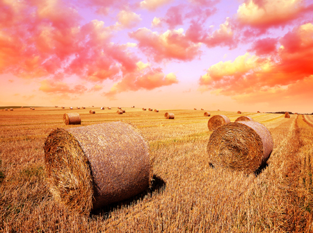 Wheat field after harvest with straw bales at sunset.