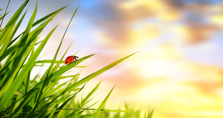 Fresh green spring grass with ladybug at sunrise. Nature background.の写真素材