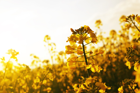 Flower of a rapeseed ( Brassica napus ) against setting sun.の写真素材