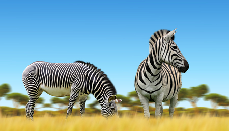 Zebras on the African savannah. Wildlife animals.の写真素材