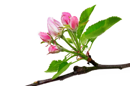 Spring blossoms apple tree branch with green leaves isolated on white background.の写真素材