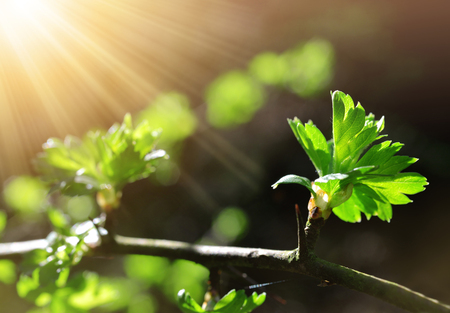 Spring branch tree with green leaves close up.の写真素材