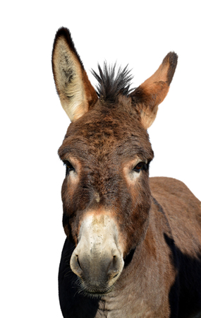 Portrait of a donkey isolated on white background.の写真素材