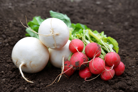 Freshly harvest white and red radish on a soil.の写真素材