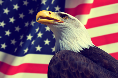 Portrait of a Bald Eagle in the background American flag.