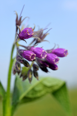 Comfrey (Symphytum Officinale), plant used in medicine.の写真素材